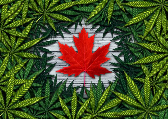 marijuana-canada marijuana canada