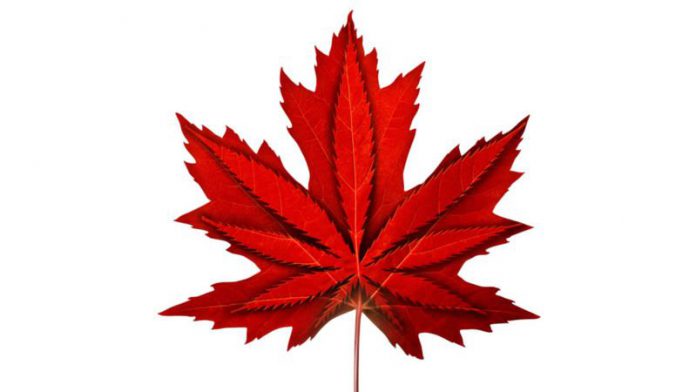cannabis-Alberta cannabis laws Alberta