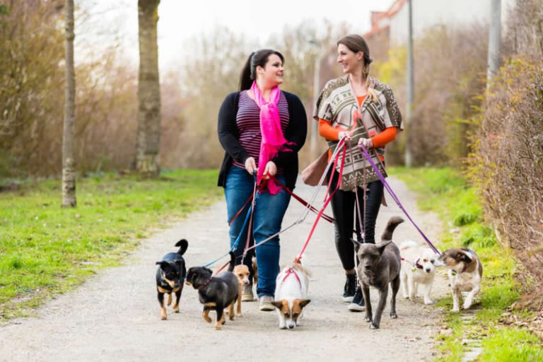 6 Quick Steps for a Dog Walking Startup