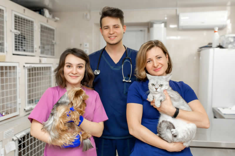 Veterinary Medicine Professional Corporation