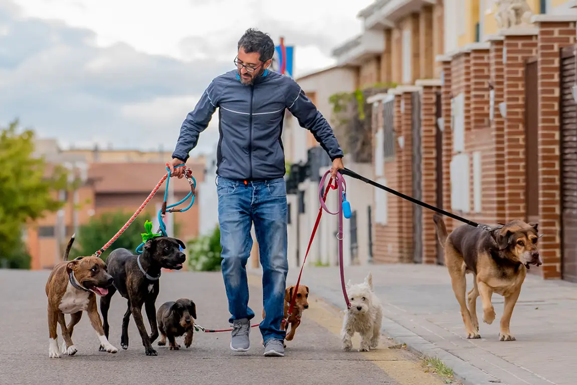 Dog walker managing multiple dogs on leashes - popular side hustle opportunity in Canada
