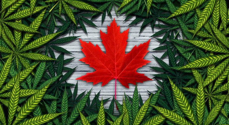marijuana canada